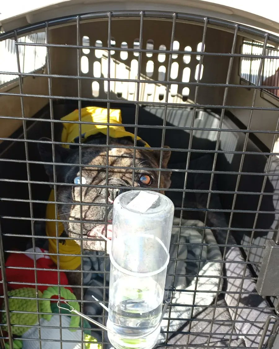 Controlc_chile's tweet image. Embarque reciente de hoy, bulldog francés, muchas gracias a nuestro cliente Animal Store por confiar en nuestros servicios y nuestro exclusivo trabajo logístico para el movimiento de animales vivos, felices de poder cumplir con cada requerimiento de nuestros clientes, destino JFK