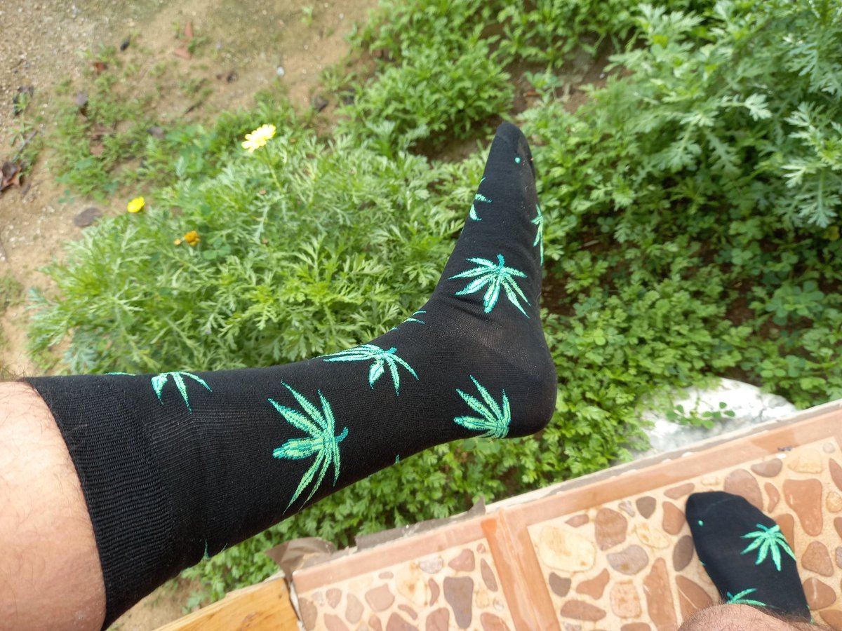 Miguel_a_Rendon's tweet photo. Hoy martes 19, hay valiosa votación en la Cámara de Diputadxs para despenalizar el cultivo de Cannabis personal para tener 5 plantas en su casa, y que nadie le joda..!!
Medida que #apruebofeliz
Súmese..
Buenos Humos para quien lee..!!

#nomaspresosporplantarmarihuana
#stgoverde https://t.co/nDKShOoQQt