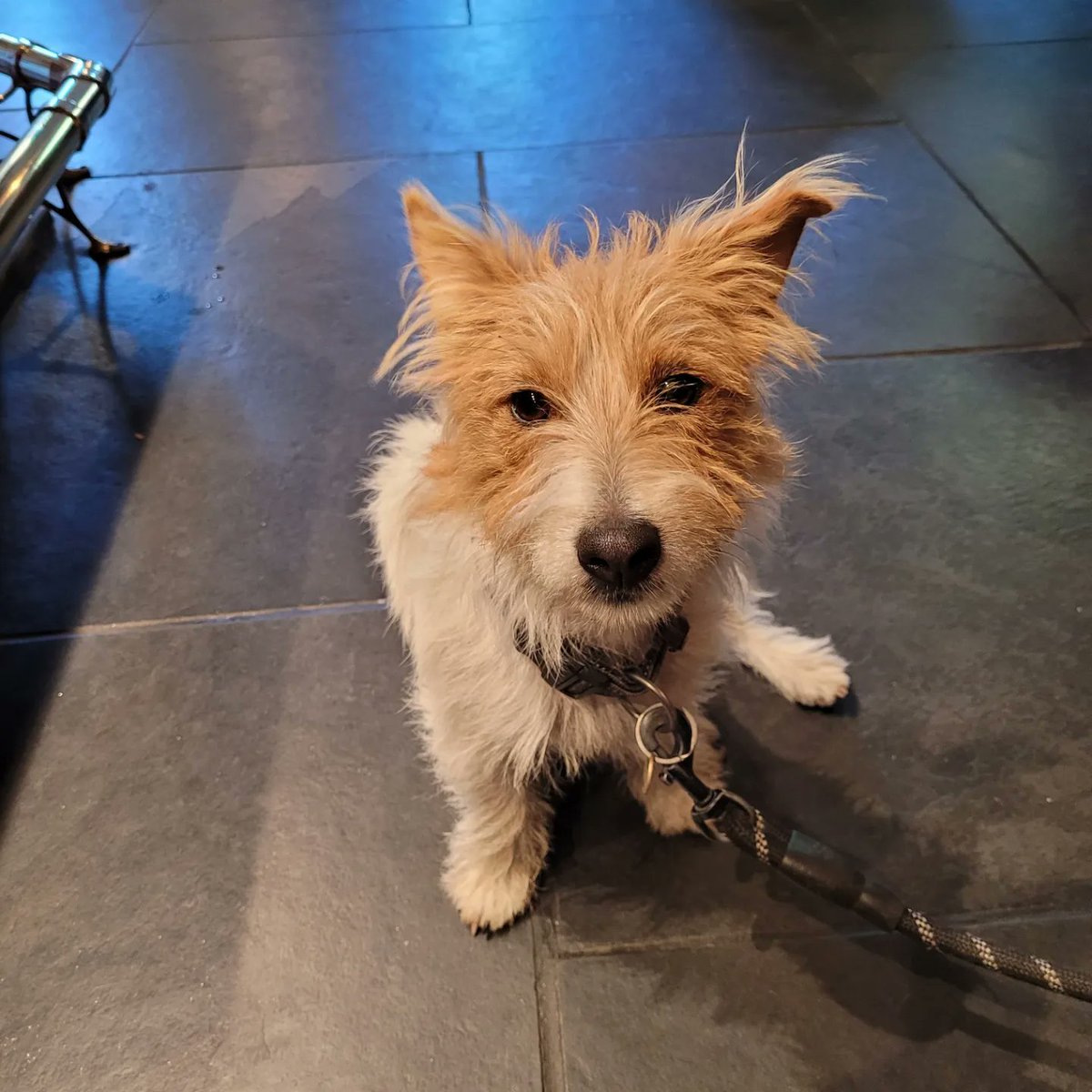 The Wellington Hotel tweet media