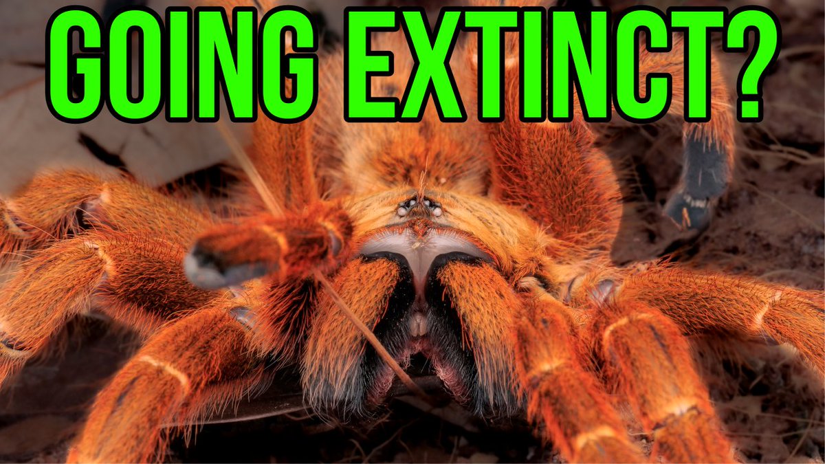 TheTarantulaCo1's tweet photo. Tarantulas Are DISAPPEARING in the Wild!
https://t.co/80OGh4LrIj
As the tarantula hobby grows &amp; more people become interested in keeping these large spiders as pets, we must face the uncomfortable reality that many species of tarantula are becoming threatened in the wild.
#spider https://t.co/V2DKAlepZ6