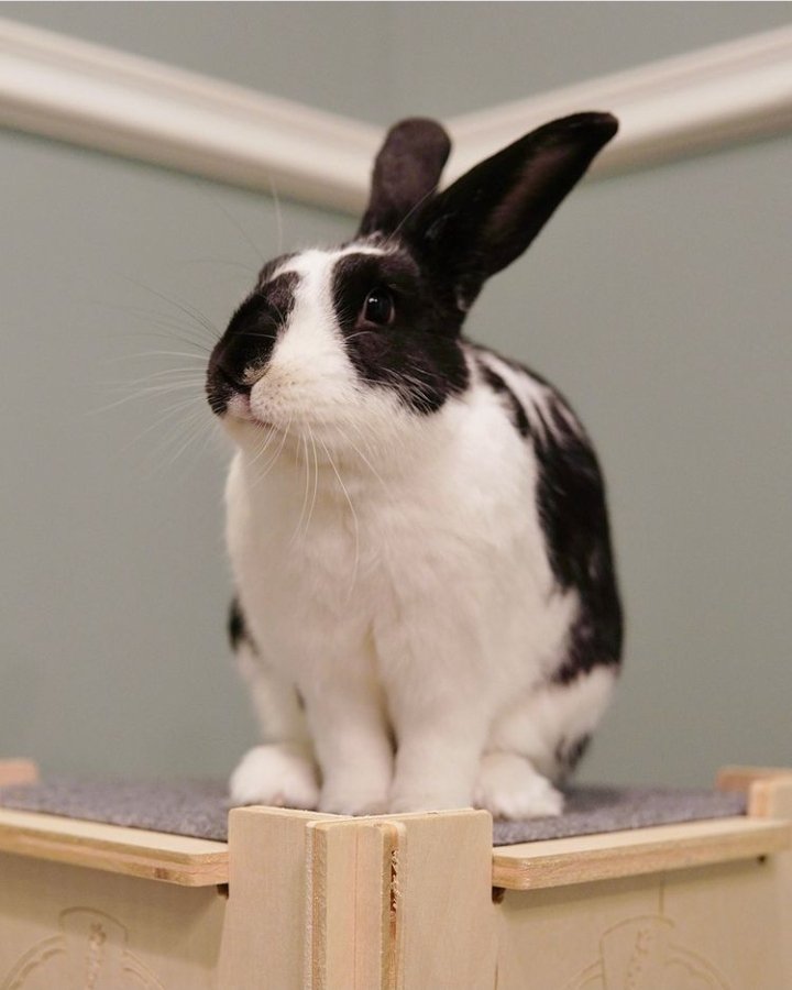 Dzień dobry 𓃹

Oreo dzisiaj wyjątkowo grzeczny, jak na niego! Wybiegał się porządnie już i dzisiaj chyba robi sobie odpoczynek. Bardzo chętnie przymilał się do klientów, którzy zdążyli już nas odwiedzić i domagał się pieszczot
Zapraszamy Was, miłego wieczoru 😊🐇

– Eric
ㅤㅤ