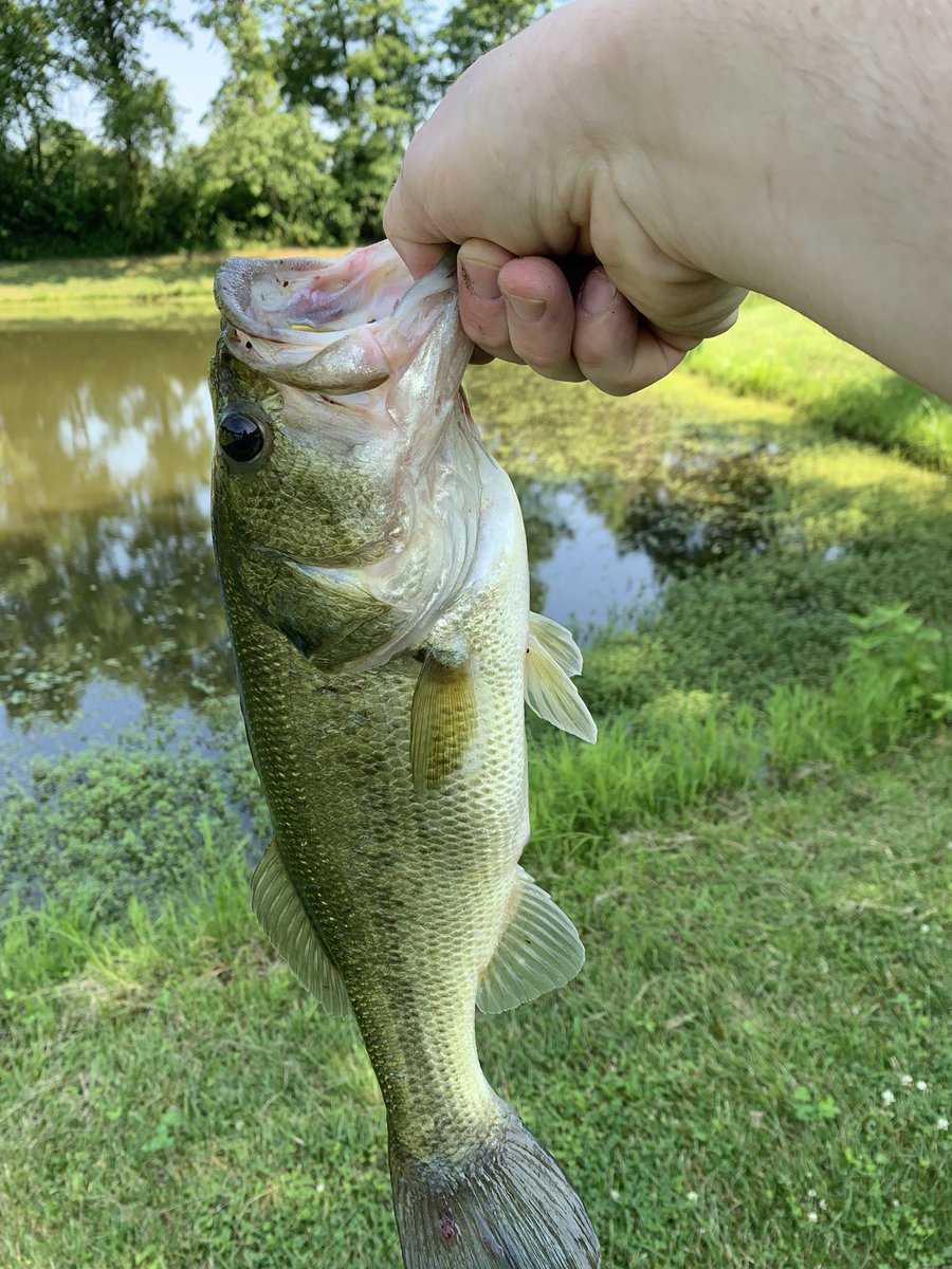 First bass of the year. Caught on a <a href="/6thSenseLureCo/">6th Sense Fishing</a> hybrid jig and a Divine 4.4 shiner swim bait
