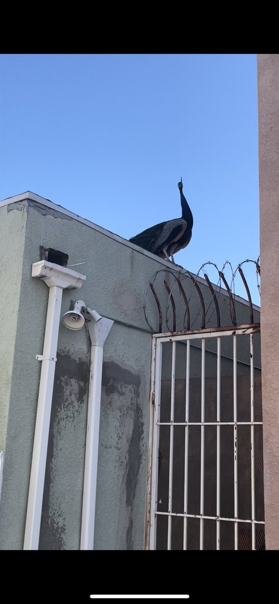 me taking saoirse for a walk:
the peacock living on a roof in my neighborhood screaming at me: https://t.co/lXvHF117FC