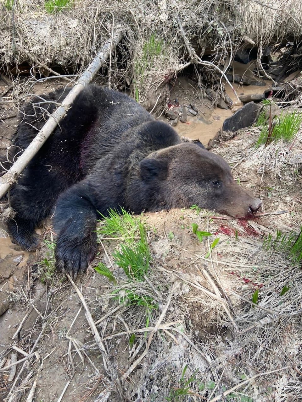 как убить медведя раст фото 56
