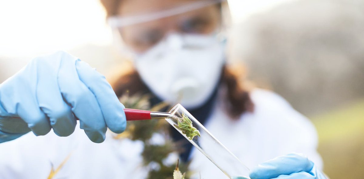 "This two-year pilot program consists of 3,000 patients in France using medical cannabis, something that’s been prohibited since 1953." <a href="/ConversationUS/">The Conversation U.S.</a> 

 ecs.page.link/hC5mW 
#France #MedicalCannabis #History