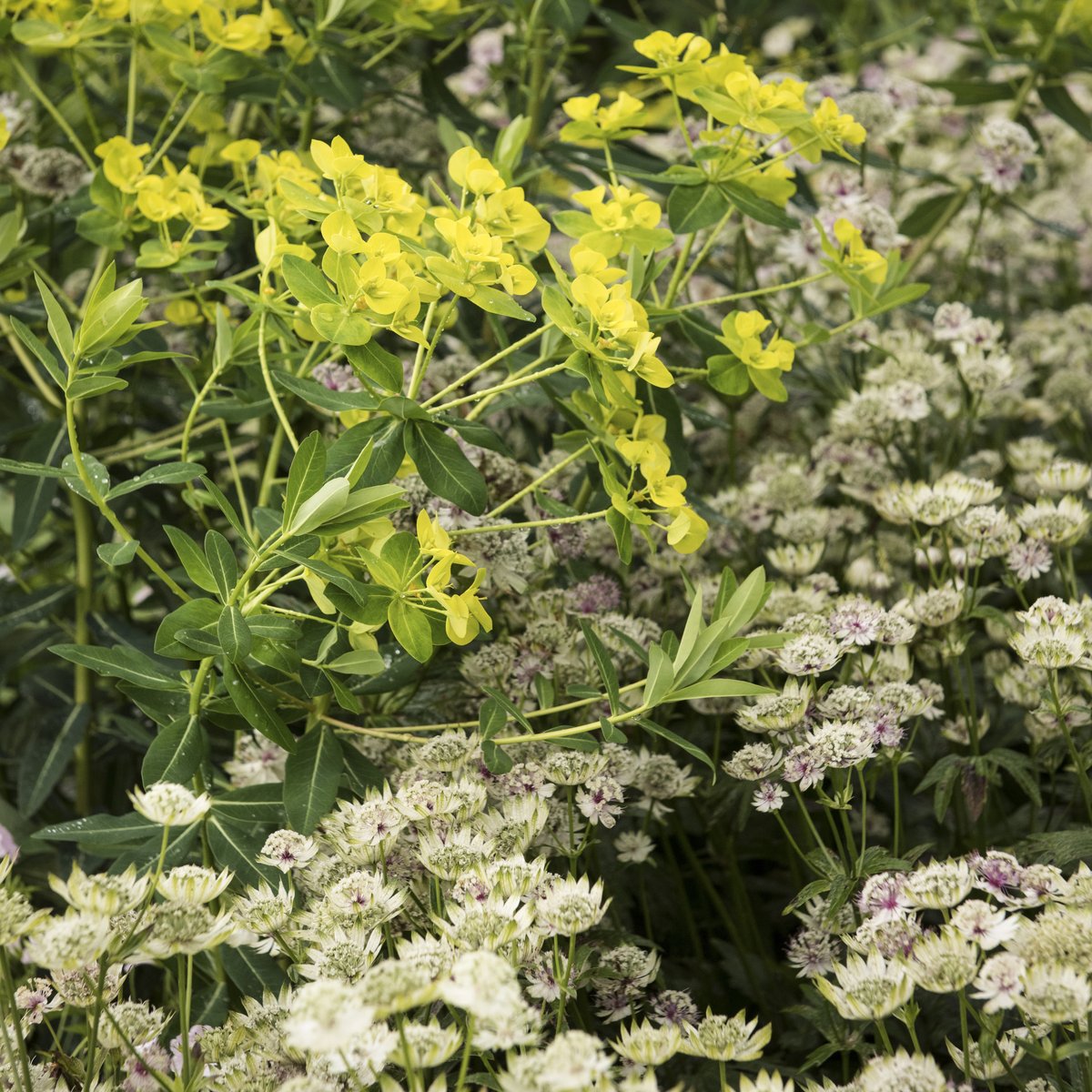 This wonderful summer pairing of euphorbia and astrantia will provide low maintenance colour throughout the season. Similar in size and form, it’s the contrast in colour and texture that set these two apart, making the combination both dynamic and fresh. #MyCrocus