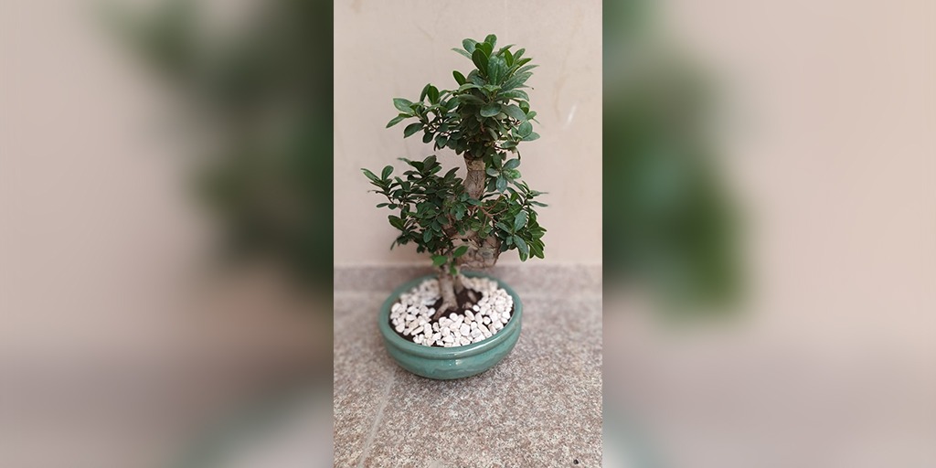 DaffodilsPlants's tweet photo. Ficus Bonsai For Your Indoors

For Buying - https://t.co/mAKeQLkrxQ

#FicusTree #WeepingFig #Bonsai #BonsaiTree #TablePlants #BonsaiLovers #PlantNursey #PlantsOnline #DaffodilsPlantNursery #Daffodils #QatarPlants #Qatar #Doha https://t.co/UsstuteQqS