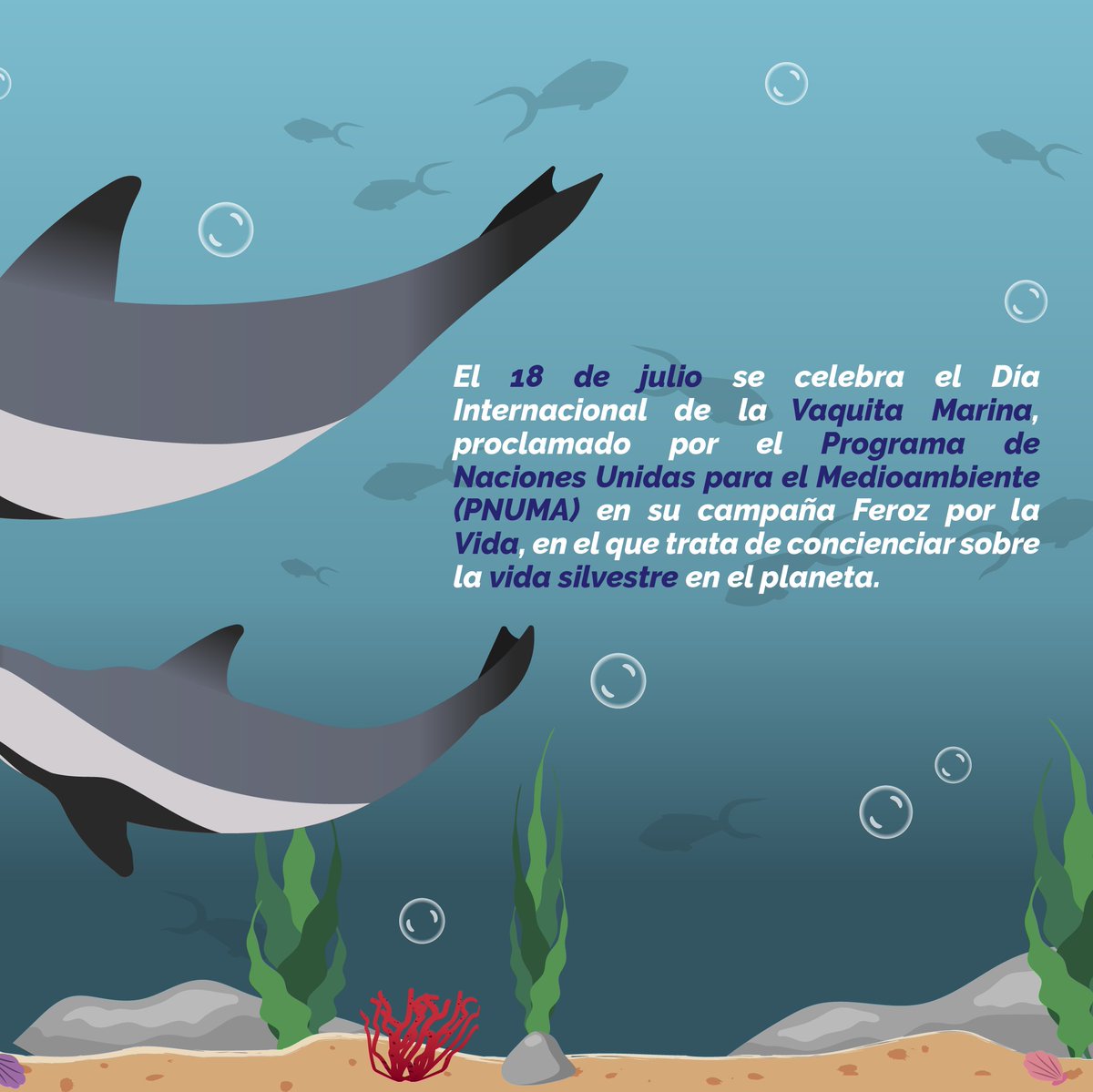 mascotalerta's tweet photo. 18 de julio - DÍA MUNDIAL DE LA VAQUITA MARINA 🌎🌊
#VaquitaMarina #DíaMundialVaquitaMarina #DíaMundialVaquitaMarina2022
#VaquitaDay #WorldVaquitaDay
@OceanaChile @oceana @JazzyDolphin @MC_org @FBiodiversidad @Val_Sustentable @MMAChile @amevefas @sagchile @conaf_minagri https://t.co/kp9PAsxMRa