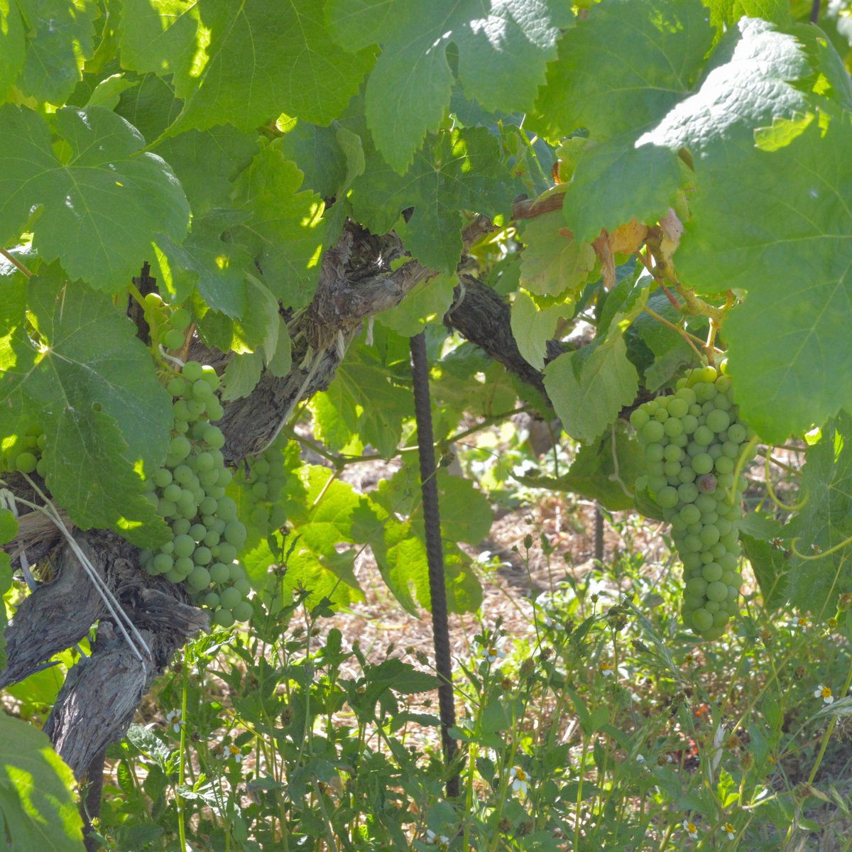Tafuriaste's tweet photo. El imparable ciclo de la vid, que nos regala racimos como estos🍇 

#BodegaTafuriaste #VinosValleOrotava #Viña #CordonTrenzado #Racimos https://t.co/0sSyIDtO8d