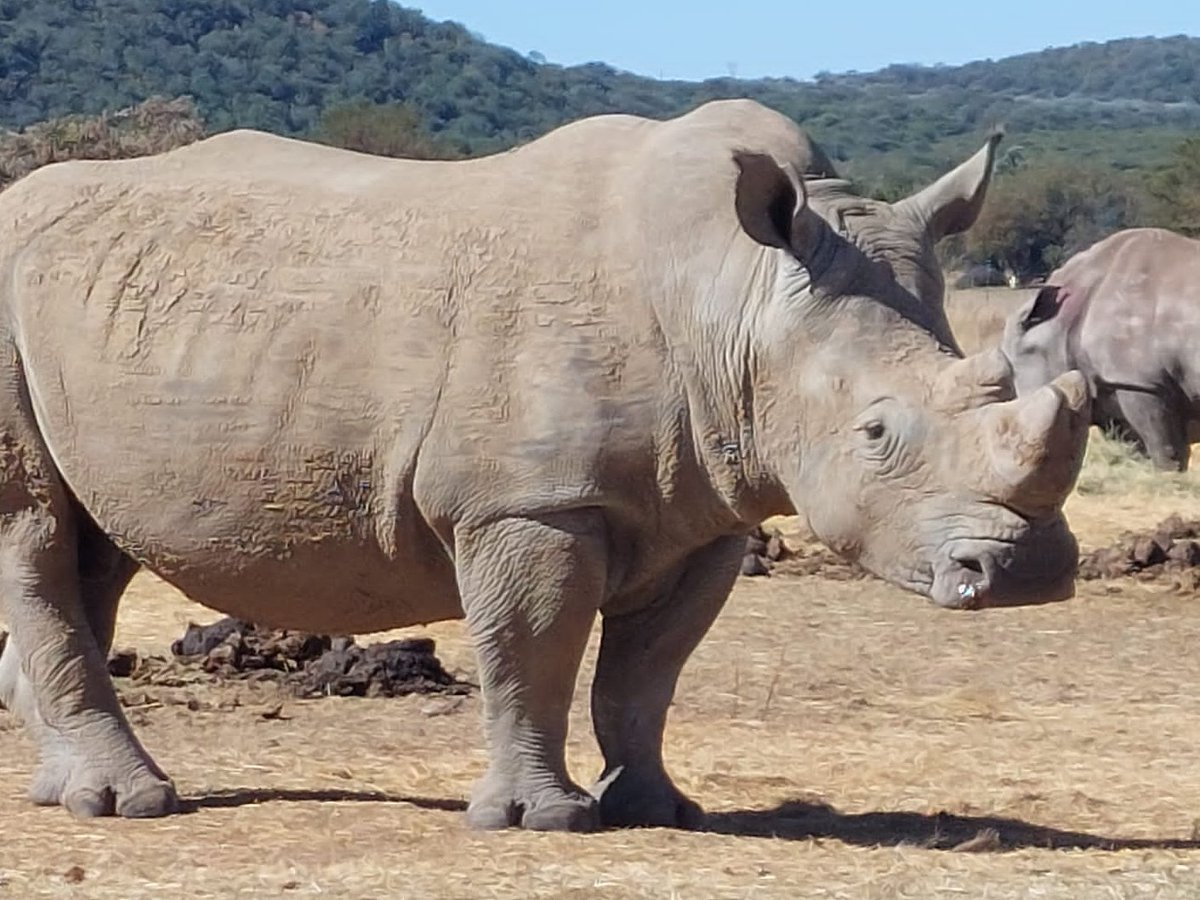 RhinoWorldNFT's tweet photo. This is Goliath IRL and #Web3 #NFT versions 🦏

#RhinoWorld helps to shelter, feed, and protect over 80 endangered Rhinos with our Sanctuary Partners Warriors4Wildlife in South Africa 🇿🇦

Discord opens Thursday. #NFTGiveaway running all week. 🔔ON

Help us #Saverhinos #LFG https://t.co/bJIkFKPAgY