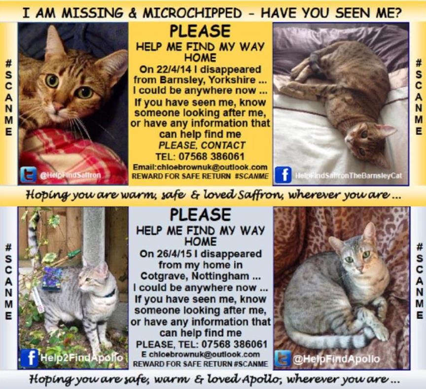 Having 1 much loved family member vanish is so hard💔
Having 2 much loved family members vanish is unbearable💔
#HelpFindSaffron Vanished #Barnsley 
 #Help2FindApollo Vanished #Cotgrave #Notts
#MissingCatsUK
Sister & Brother🐈Neutered Chipped
No sightings
Never Scanned
🙏#ScanMe