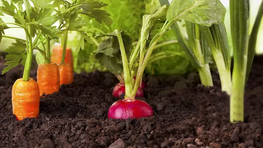 MumararunguDia1's tweet photo. #Agriculture creates life, gives life https://t.co/1QOmnVYlRm