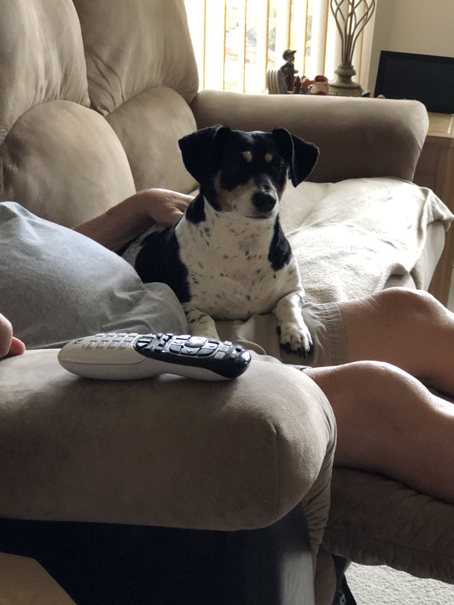 Just found out my dogs real age. Phoebe is 10 years old. <a href="/embarkvet/">embarkvet</a> #embarkagetest