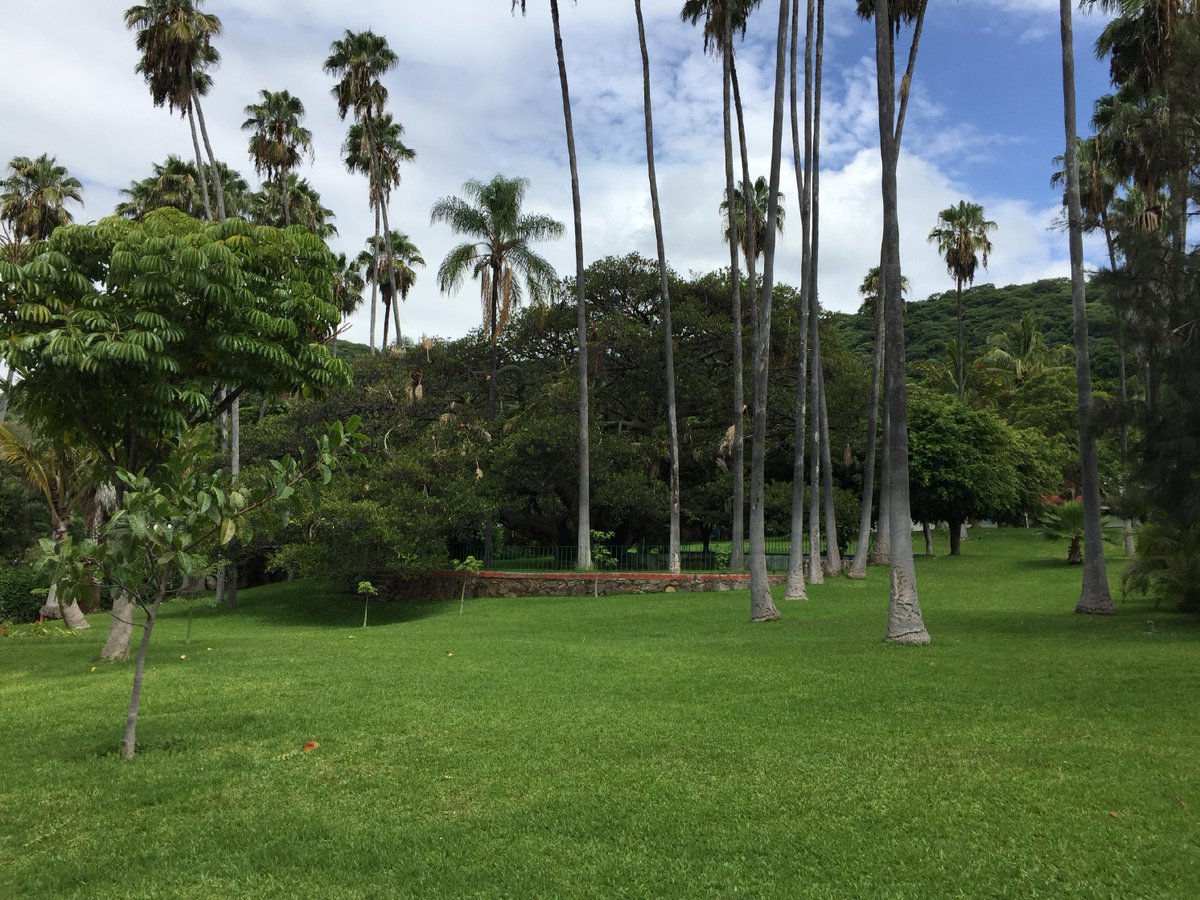 It's fun to explore our new neighborhood!  If you look really close, you might see a peacock!!  #paradise https://t.co/aIcMkyAYyW