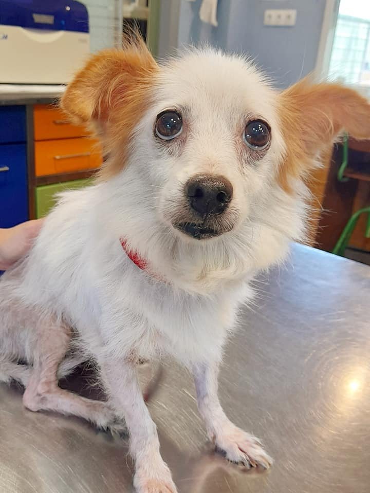 siviaromera1's tweet image. VALENCIA
SUSY NECESITA ADOPCION
Encontrada deambulando por las calles fue recogida por la policía y llevada a residencia
Tiene dermatitis por picaduras de pulgas
Tiene 9 ó 10 años, pesa 4.5 kg le quedan pocos dientes pero su salud es buena - a leishmania
Es muy buena
617115250