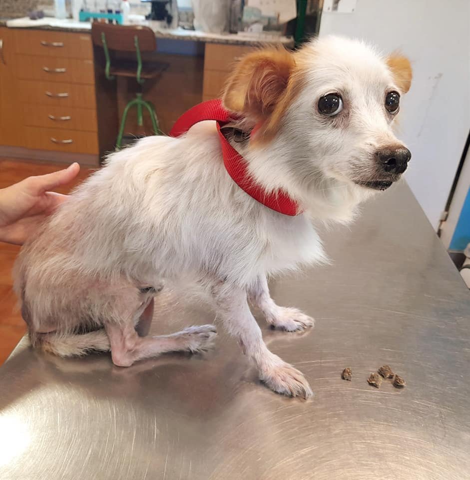 siviaromera1's tweet image. VALENCIA
SUSY NECESITA ADOPCION
Encontrada deambulando por las calles fue recogida por la policía y llevada a residencia
Tiene dermatitis por picaduras de pulgas
Tiene 9 ó 10 años, pesa 4.5 kg le quedan pocos dientes pero su salud es buena - a leishmania
Es muy buena
617115250