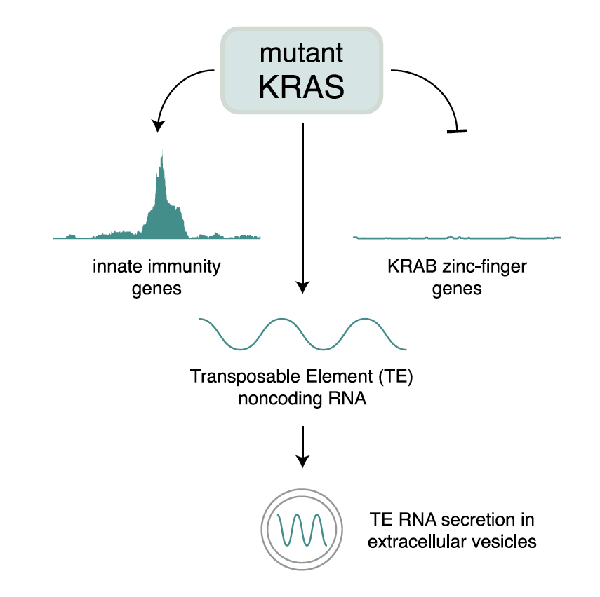 Daniel Kim (@profdanielkim) on Twitter photo Super excited to share our new paper out today in <a href="/CellReports/">Cell Reports</a> "Mutant KRAS regulates transposable element RNA and innate immunity via KRAB zinc-finger genes" led by my PhD student & <a href="/NIH/">NIH</a> F99/K00 Fellow <a href="/ReggiardoRoman/">Roman E. Reggiardo</a> <a href="/ucsc/">UC Santa Cruz</a> <a href="/BaskinEng/">Baskin Engineering at UCSC</a>!
cell.com/cell-reports/f… Super excited to share our new paper out today in <a href="/CellReports/">Cell Reports</a> "Mutant KRAS regulates transposable element RNA and innate immunity via KRAB zinc-finger genes" led by my PhD student & <a href="/NIH/">NIH</a> F99/K00 Fellow <a href="/ReggiardoRoman/">Roman E. Reggiardo</a> <a href="/ucsc/">UC Santa Cruz</a> <a href="/BaskinEng/">Baskin Engineering at UCSC</a>!
cell.com/cell-reports/f…