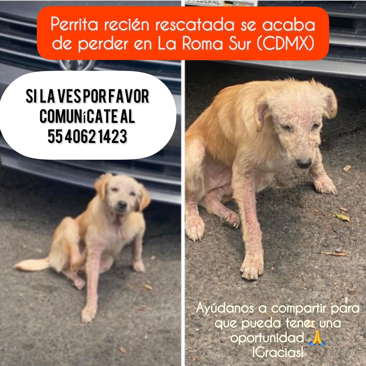#Extraviada Perra color crema, dorado, posible cruza de labrador, lesiones en la piel notorias en cara y patas. Recién rescatada, se perdió en col. Roma Sur, CDMX. 19/jul/22. ¡Urge encontrarla!