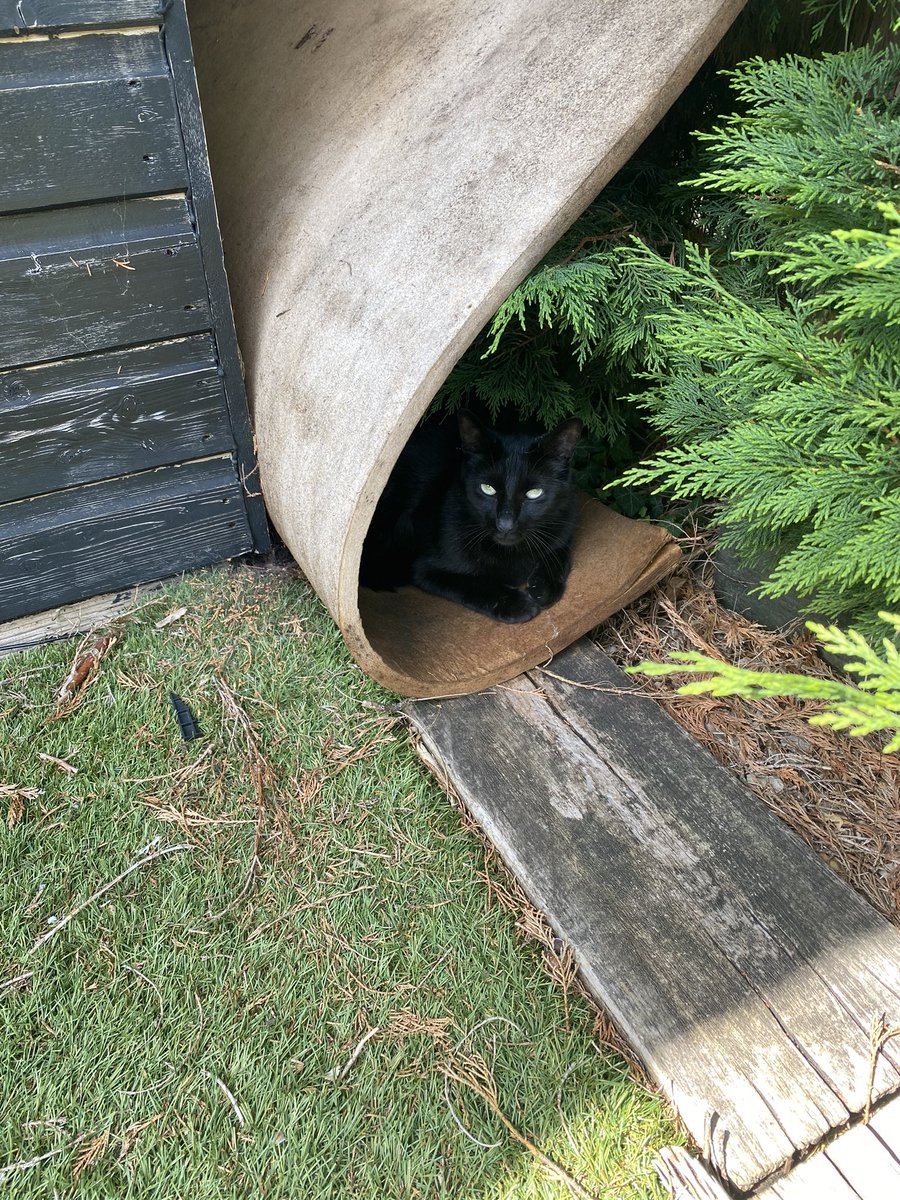 VentouxTheCat's tweet photo. @MummaHummer Today, I have been mostly laying in my cool fort. Send Dreamies and a fan, but mainly, Dreamies. https://t.co/arGlgiXg7v