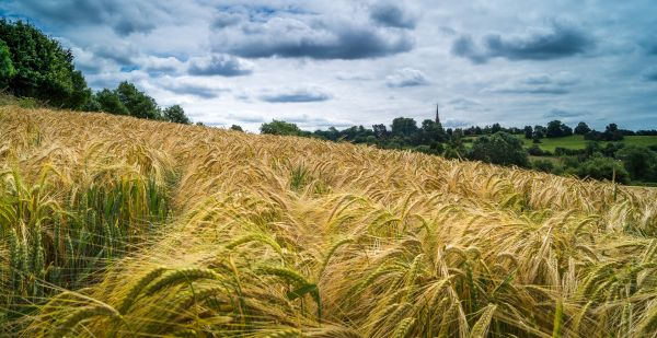 Townsend_TCS's tweet photo. 10 DAYS UNTIL STEWARDSHIP APPLICATION DEADLINE 
Applications for Countryside Stewardship Mid Tier and Wildlife Offers starting on 1 January 2023 will close on midnight 29th June. For help and advice contact Mark Burton on 01392 823935 or mburton@townsendcharteredsurveyors.co.uk https://t.co/OUX7auxuvm