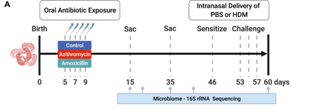 Mucosal Immunology (@mucosalimmunol) on Twitter photo Neonatal antibiotic exposure increased sensitization to house dust mite, in a model of asthma, in this work from Tim Borbet <a href="/TBorbet/">Tim Borbet</a> Marting Blaser, Anne Muller, and colleagues <a href="/RutgersCABM/">Rutgers CABM</a> <a href="/nyulangone/">NYU Langone Health</a> <a href="/UZH_Science/">UZH Science</a> nature.com/articles/s4138… #antibiotics #Asthma Neonatal antibiotic exposure increased sensitization to house dust mite, in a model of asthma, in this work from Tim Borbet <a href="/TBorbet/">Tim Borbet</a> Marting Blaser, Anne Muller, and colleagues <a href="/RutgersCABM/">Rutgers CABM</a> <a href="/nyulangone/">NYU Langone Health</a> <a href="/UZH_Science/">UZH Science</a> nature.com/articles/s4138… #antibiotics #Asthma