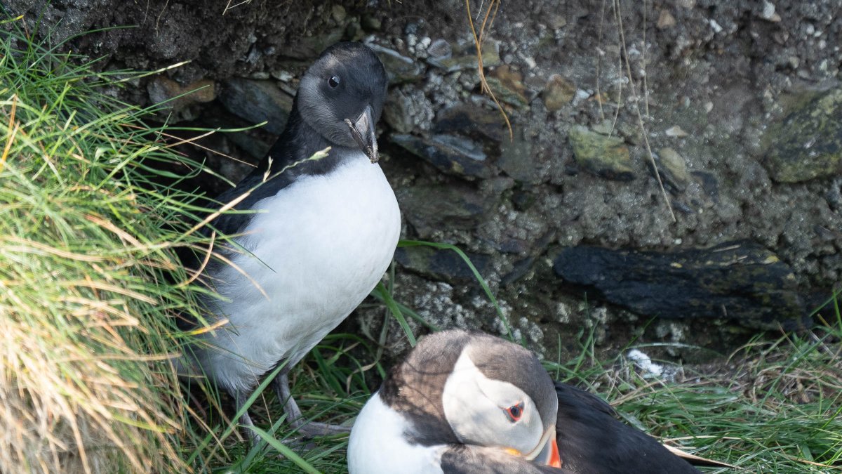 rossmackenzie's tweet photo. Fine morning for puffling watching at @SumburghHead #Shetland #puffins #pufflings https://t.co/aI4k1KP1ZN