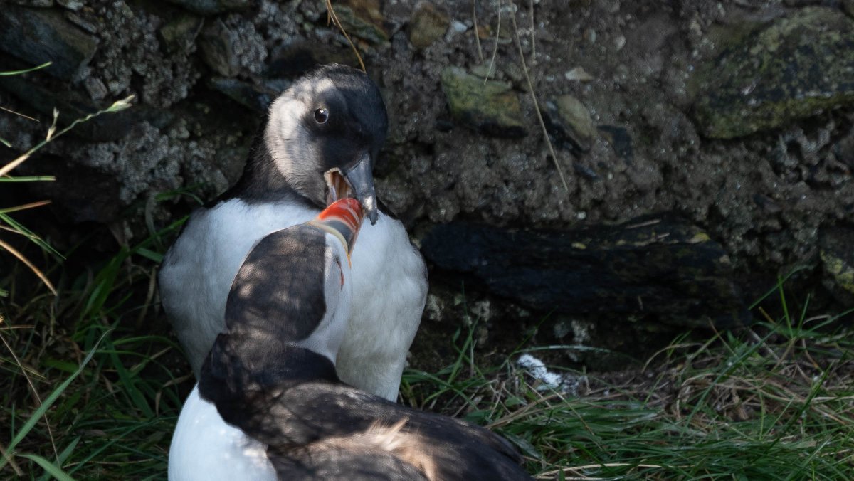 rossmackenzie's tweet photo. Fine morning for puffling watching at @SumburghHead #Shetland #puffins #pufflings https://t.co/aI4k1KP1ZN