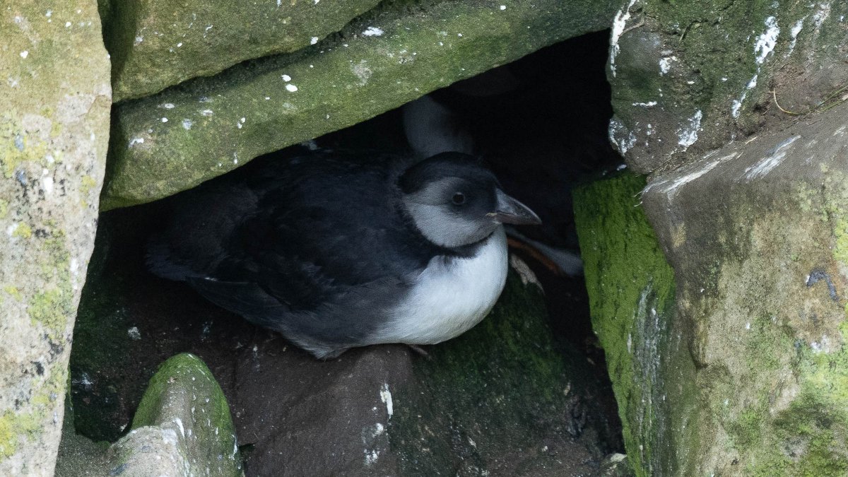 rossmackenzie's tweet photo. Fine morning for puffling watching at @SumburghHead #Shetland #puffins #pufflings https://t.co/aI4k1KP1ZN