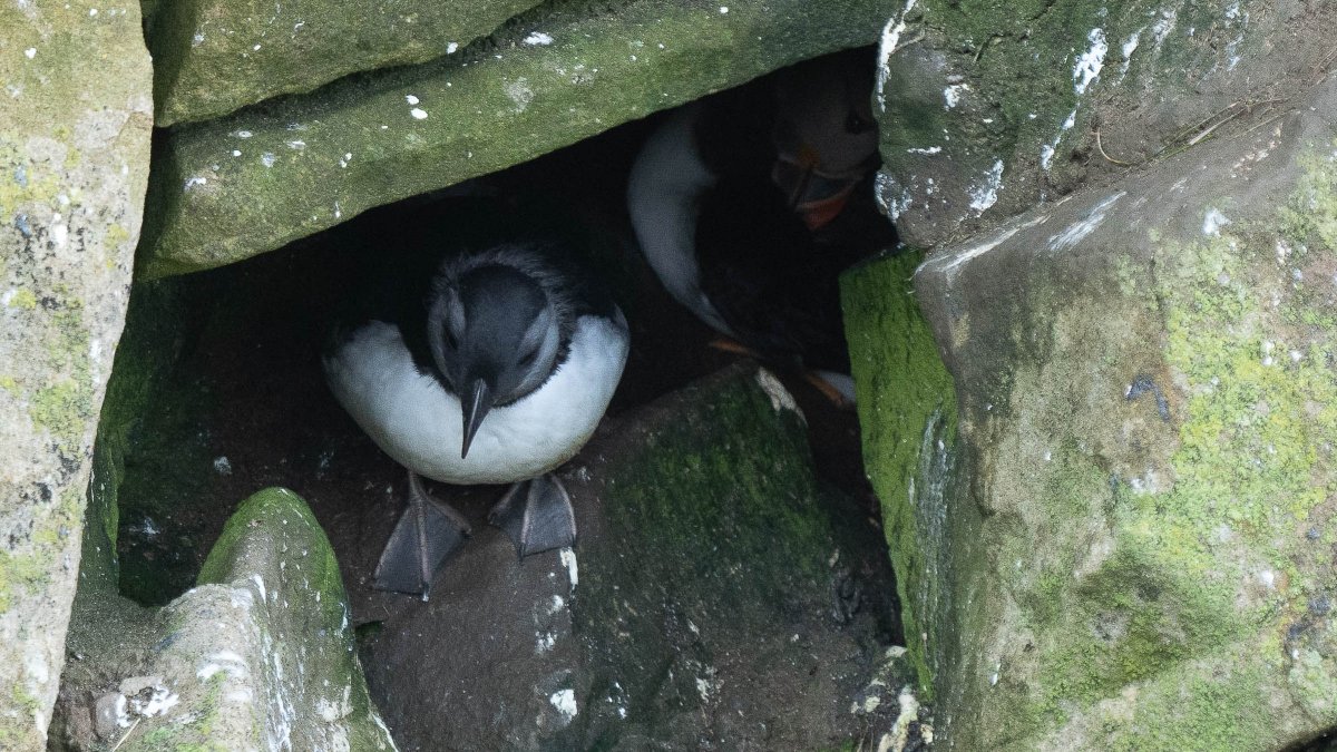 rossmackenzie's tweet photo. Fine morning for puffling watching at @SumburghHead #Shetland #puffins #pufflings https://t.co/aI4k1KP1ZN