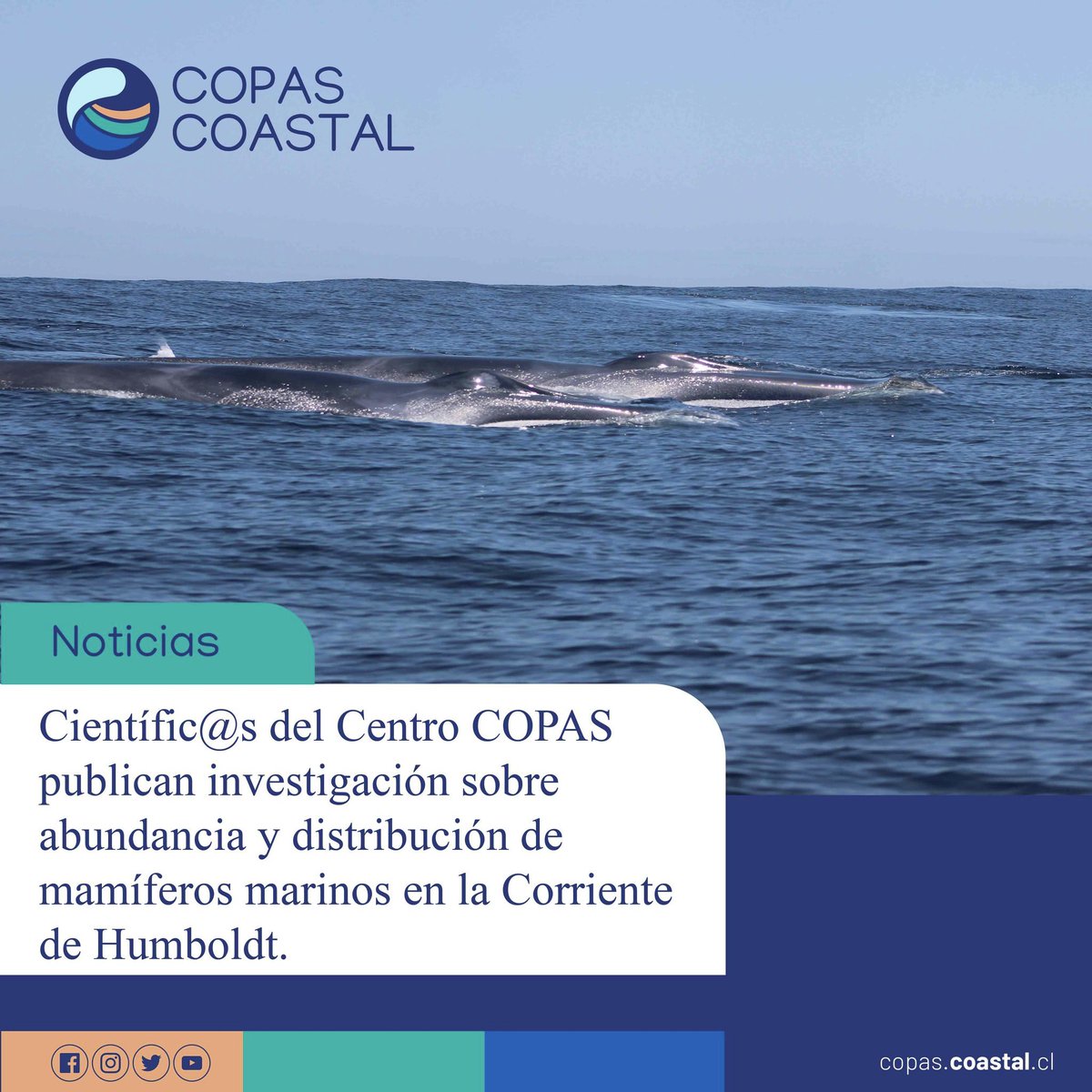 Con el objetivo de disminuir el vacío de conocimiento en cuanto a cantidad y distribución de especies de #cetáceos en Chile, se llevó a cabo el estudio sobre patrones de abundancia y distribución de cetáceos marinos en Chile sur-austral.cl/se-publican-es…