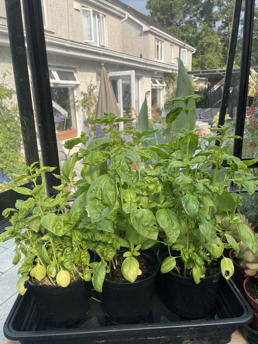 Homegrown organic basil to garnish!