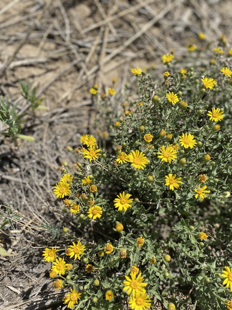 Dr. Carrie Havrilla (@carrie_havrilla) on Twitter photo Had a great time visiting some successful <a href="/usdafsa/">Farm Service Agency</a> Conservation Reserve Program (CRP) pollinator plantings last week with <a href="/AmyShaminGill/">Amy S Gill</a> and collaborator Lauren Porensky <a href="/USDA/">Dept. of Agriculture</a> The bees were out! 🐝 <a href="/DrylandLab/">Dryland Ecology and Management Lab</a> <a href="/WarnerCollege/">CSU Warner College</a> Had a great time visiting some successful <a href="/usdafsa/">Farm Service Agency</a> Conservation Reserve Program (CRP) pollinator plantings last week with <a href="/AmyShaminGill/">Amy S Gill</a> and collaborator Lauren Porensky <a href="/USDA/">Dept. of Agriculture</a> The bees were out! 🐝 <a href="/DrylandLab/">Dryland Ecology and Management Lab</a> <a href="/WarnerCollege/">CSU Warner College</a>