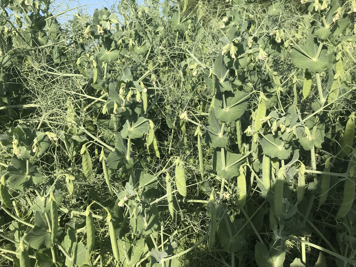 Our AAC Profit Peas from <a href="/FPGenetics/">FP Genetics</a> are looking great. Field inspection is complete on these. This heat has been a little tough on the blooms but the podding looks good so far. A drink soon for filling would be great. Yield and protein all in one package.