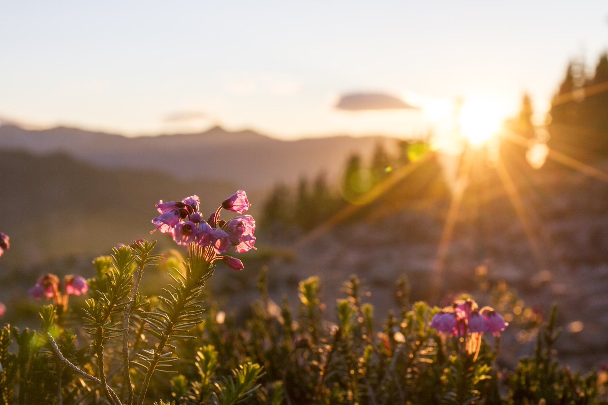 Forest Service NW tweet media