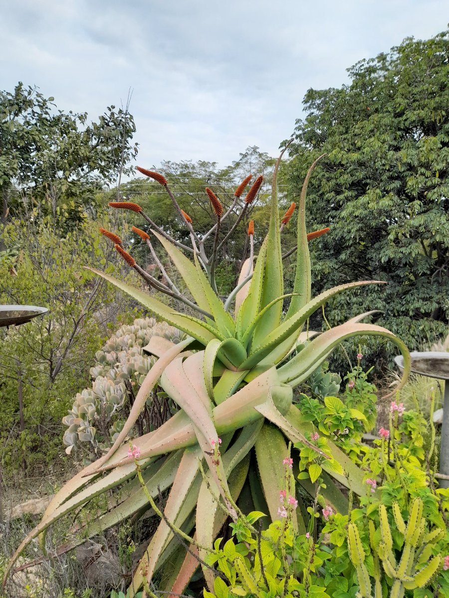 bigtreeharare's tweet photo. The Zimbabwe Aloe Garden at @bigtreeharare 🌺 https://t.co/TdPEI5GDNL