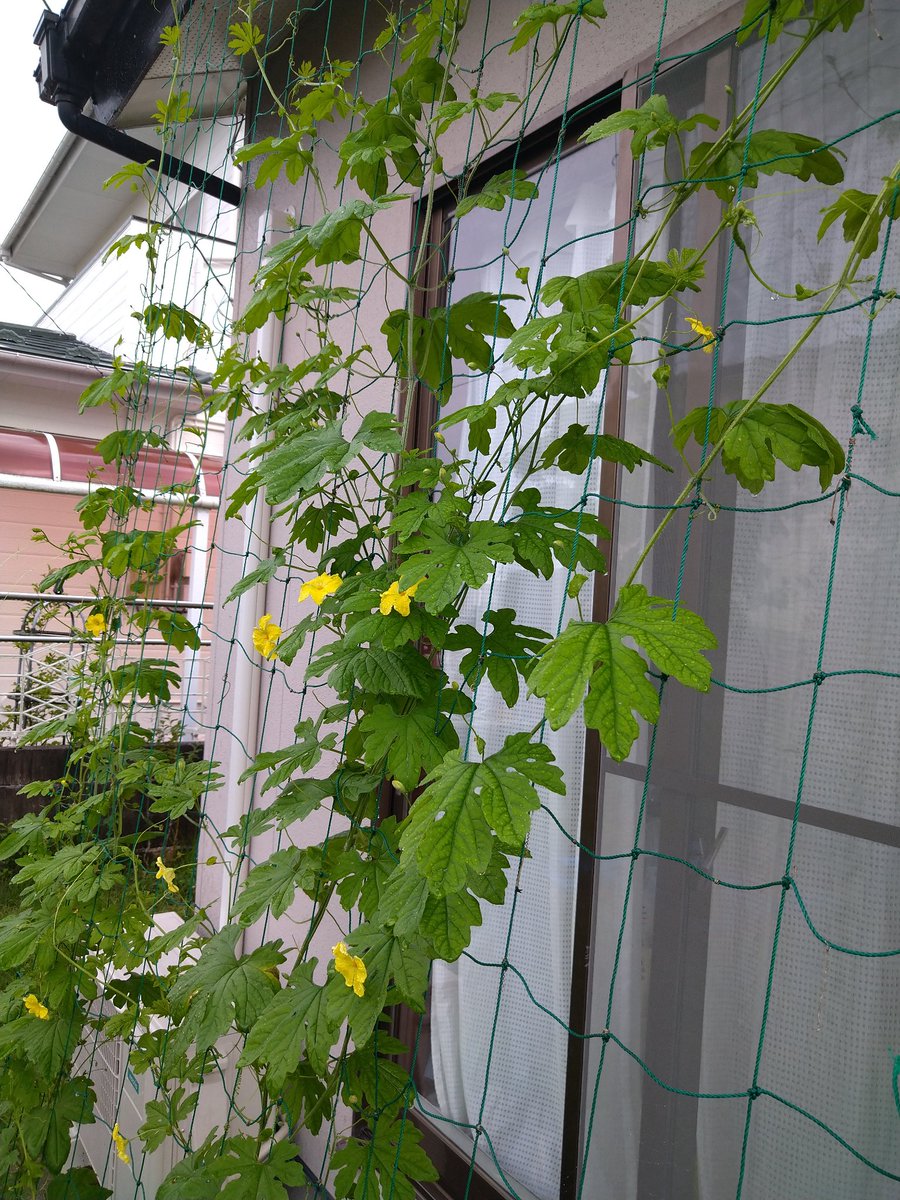 OjTake's tweet photo. おはようございます!
火曜☔です😅!
今日はお仕事です!
江戸の渋谷村まで😆
設置後すぐ🐸です😱
米国でSCANDLが顔笑
ってるようで!
数年前チョトお手伝い
したような😁
清々しい一日を
#SCANDL
#SDGs https://t.co/sfPXzRmLAU