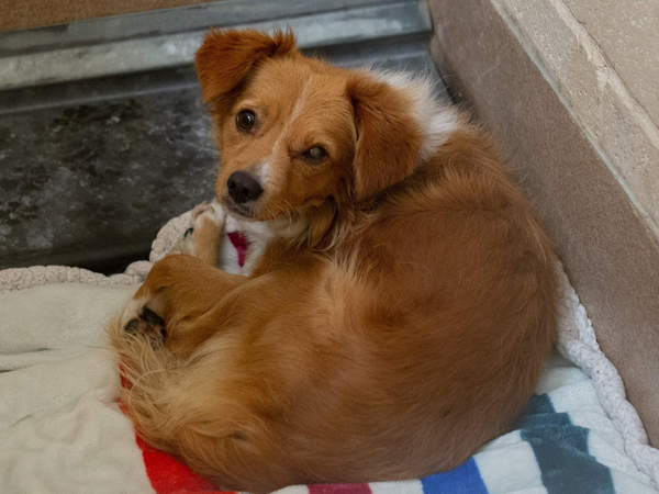 AdoptCCAnimals's tweet image. #Dog #Rosso_CCSTCA_01 I’m waiting to get rescued #Pomeranian getpet.info/Rosso_CCSTCA_01