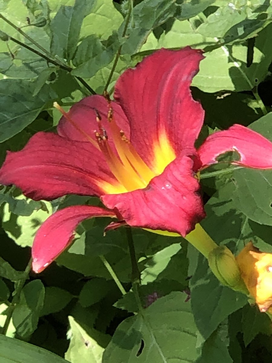 Tuesday Lily! Enjoy the Day! #garden #lily