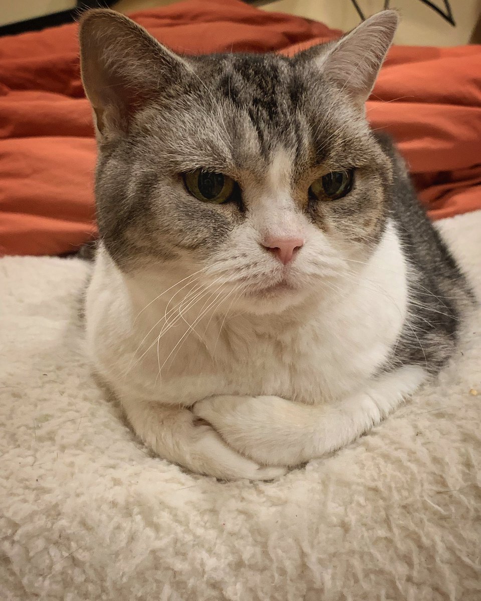 GTWScar's tweet photo. OMG, look at Jellies paws 🐾 ❤️ https://t.co/ATLzB2sQ1r