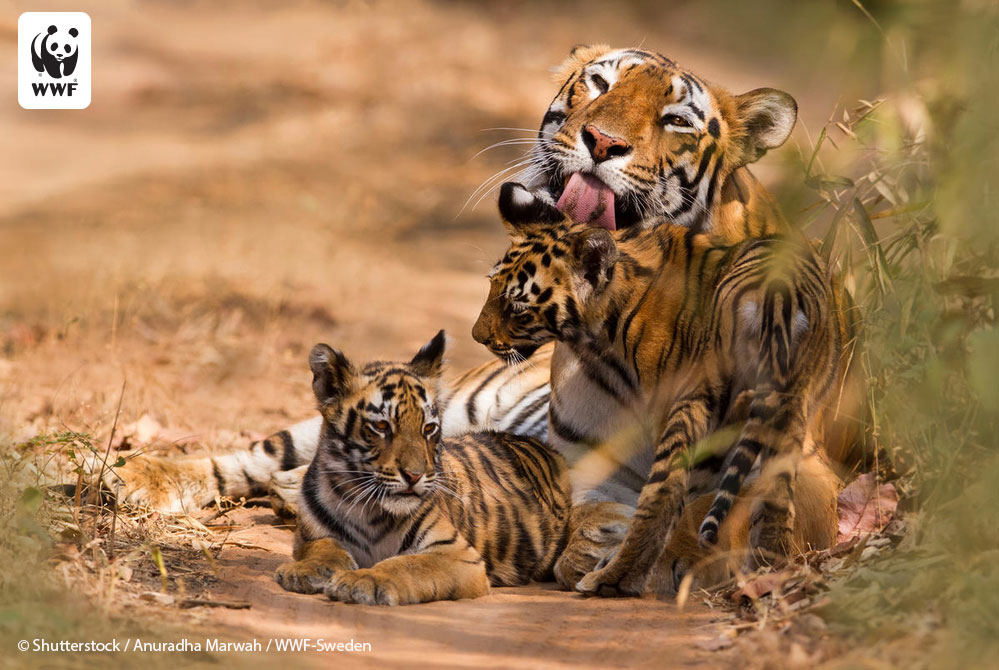 WilliamShatner's tweet image. Wild tigers have declined by about 95% in the last century. In honor of Global Tiger Day, join me to symbolically adopt a tiger from @world_wildlife to help protect this majestic species and other species and wild places around the world: wwf.help/tigerday #ppt