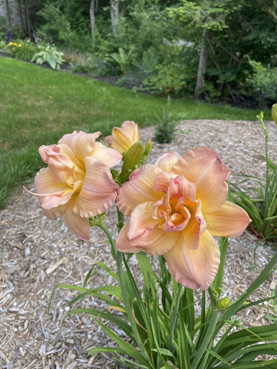 Luving July. #lilies #mothernaturesbeauty #GardenersWorld