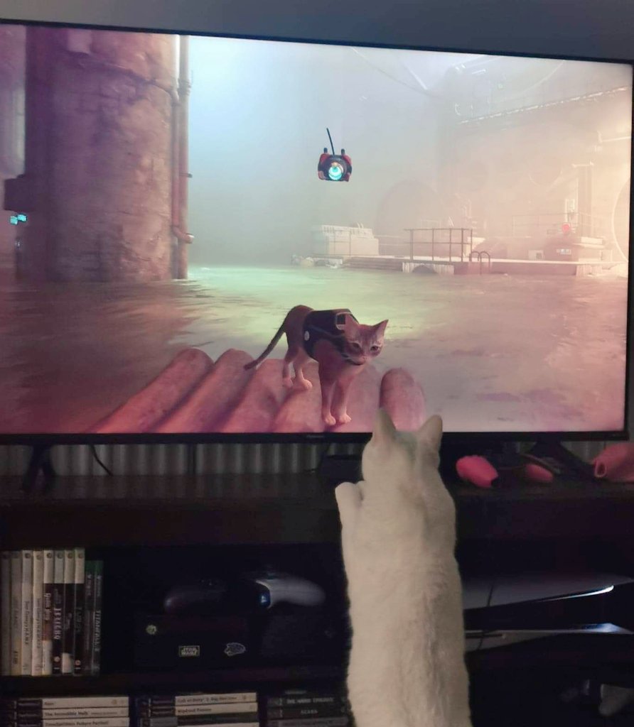 Sargentpinky's tweet photo. @HKdevblog such an amazing game, me and my partner completed it boo my cat also helped, thank you for such an amazing game. https://t.co/VmWfzsatDC