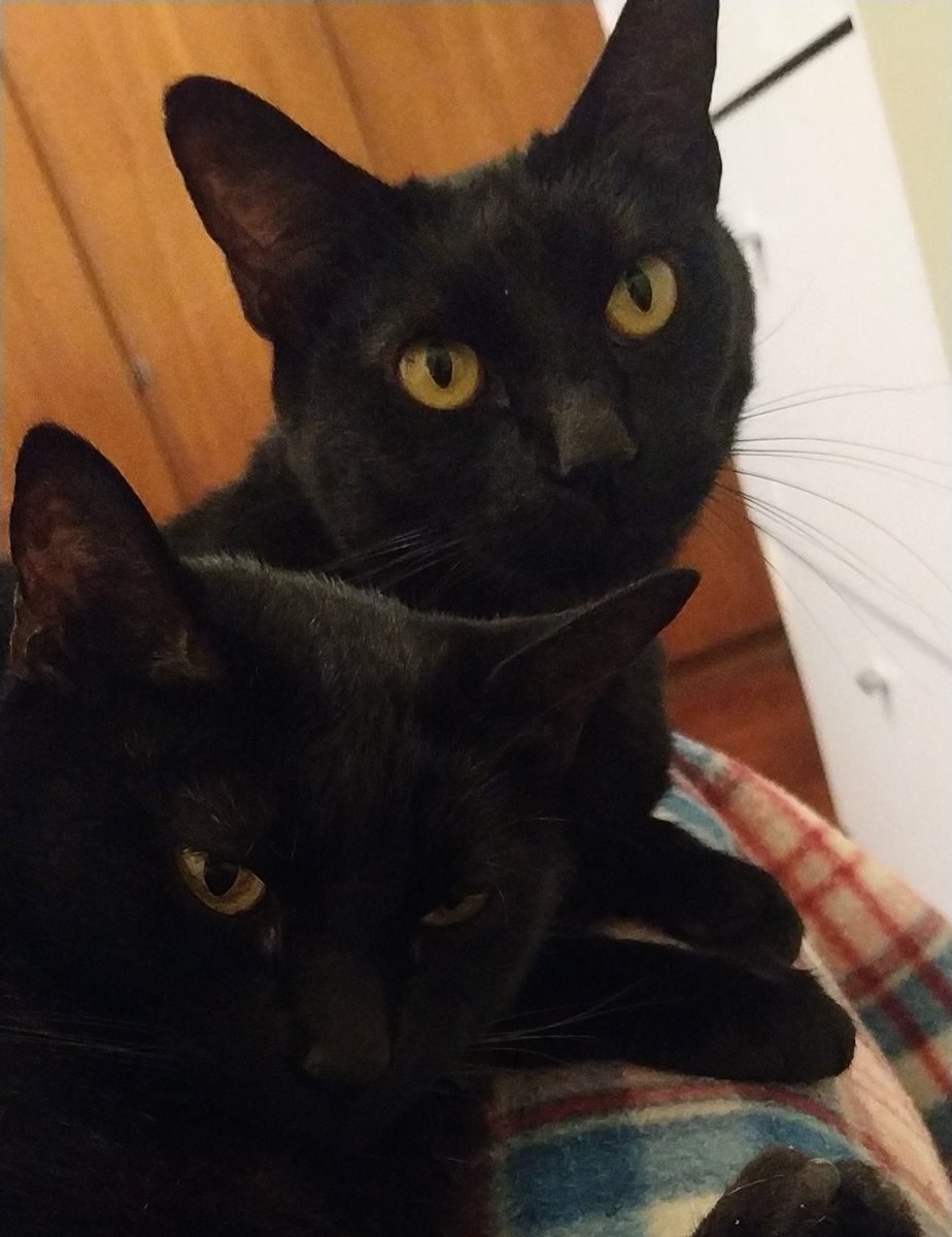 Y aquí mis #gatos 😺😸 de #apoyoemocional te piden... #SeguimeYTeSigo #SiguemeYTeSigo #SiguemeYTeSigoDeVuelta #SiguemeYTeSigoCumplo #SiguemeYTeSigoAlInstante #FolloMe #FolloForFolloBack #follo4follo