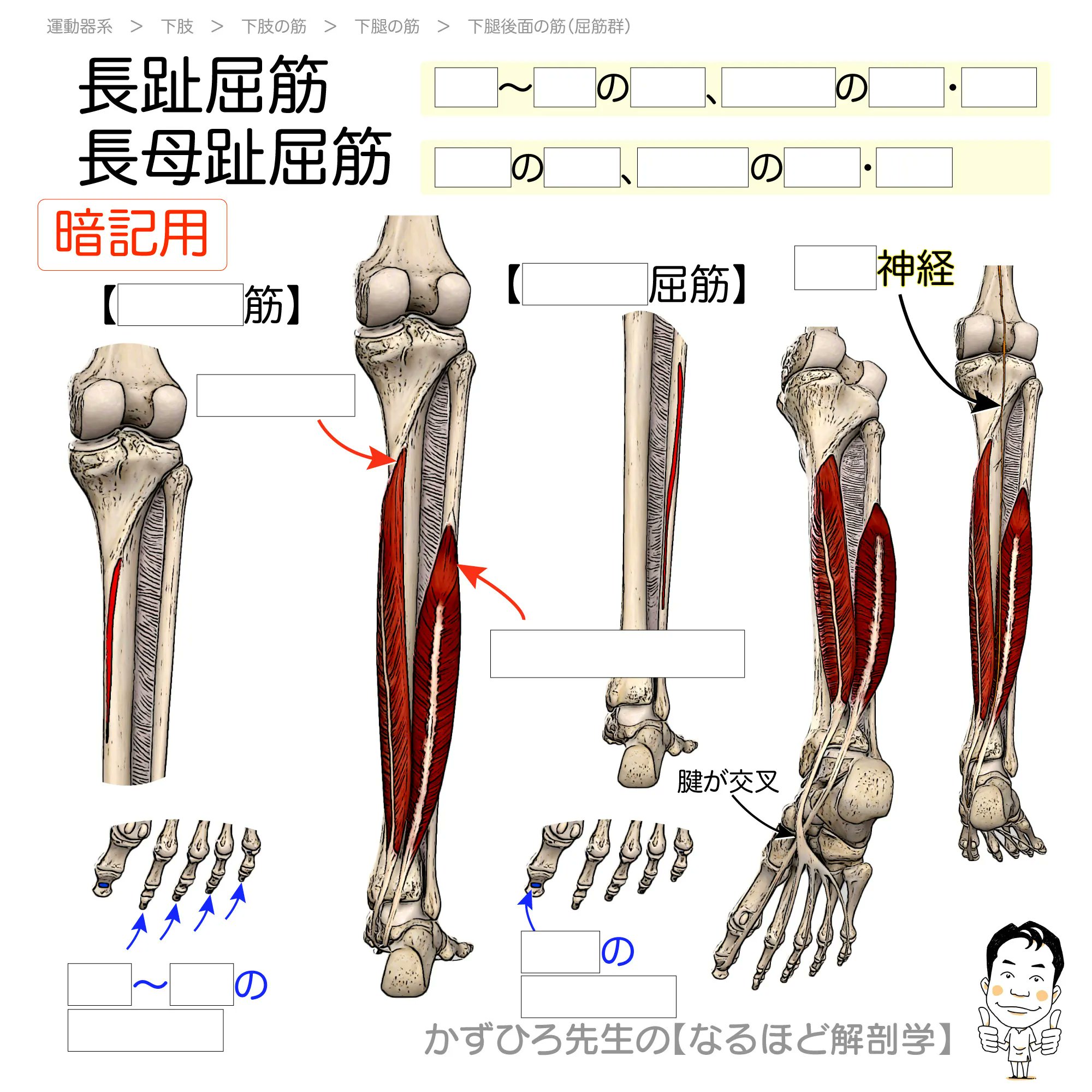 岡嶋解剖学 Amazon.com: 岡嶋解剖学: 9784764400016: unknown author: Books