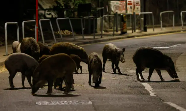 OffLeashShow's tweet photo. You won’t see many stray dogs roaming the streets of Hong Kong, but you might meet wild boars. “They're very much a part of the character of Hong Kong now,” filmmaker @lizbklo tells @DogUmwelt. Listen to their conversation now in “Strays.” (PC: Tyrone Siu) https://t.co/UGwXmMkE31 https://t.co/LWFtQlqq7z