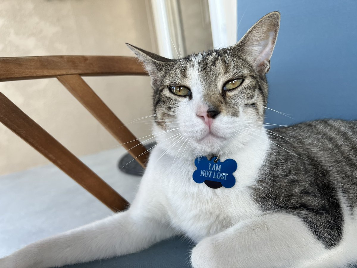 theBRDisDRDY's tweet photo. @iam8bit @A_i @HKdevblog The neighborhood cat joined us on our porch last week! https://t.co/koJhakJEYx