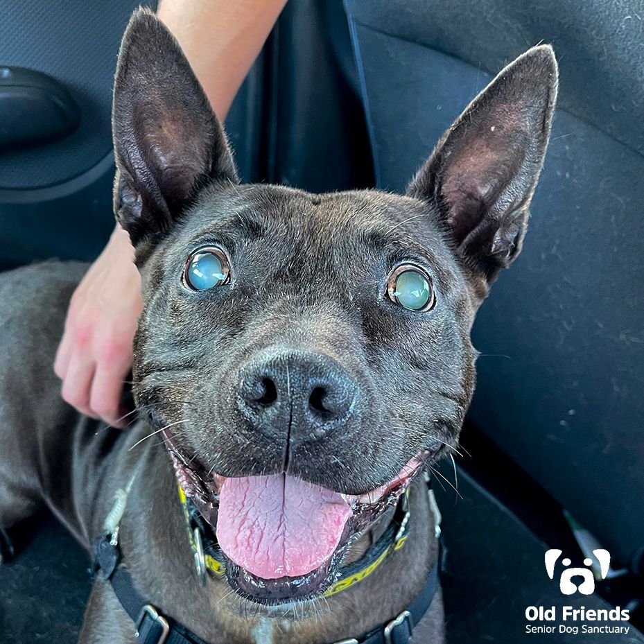 Knight has been at OFSDS since '18. He is blind, extremely nervous, & allows only a few staff to care for him. Due to his anxiety, he will spend the rest of his days at OF. Last week, he went on an adventure & his smile says it all!😍#OFSDS #OFSDSKnight #SeniorDogs #Dogs