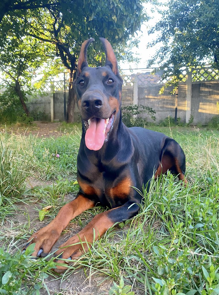 berry_doberman's tweet photo. 𝙱𝚎𝚛𝚛𝚢 𝙰𝚟𝚊𝚕𝚊𝚗𝚌𝚑𝚎 𝚘𝚏 𝙷𝚎𝚊𝚛𝚝𝚜🤍
(1 𝚢𝚎𝚊𝚛 𝚘𝚕𝚍)

✅Our favorite🔥

to be continued … https://t.co/7X7oLJ1gHE