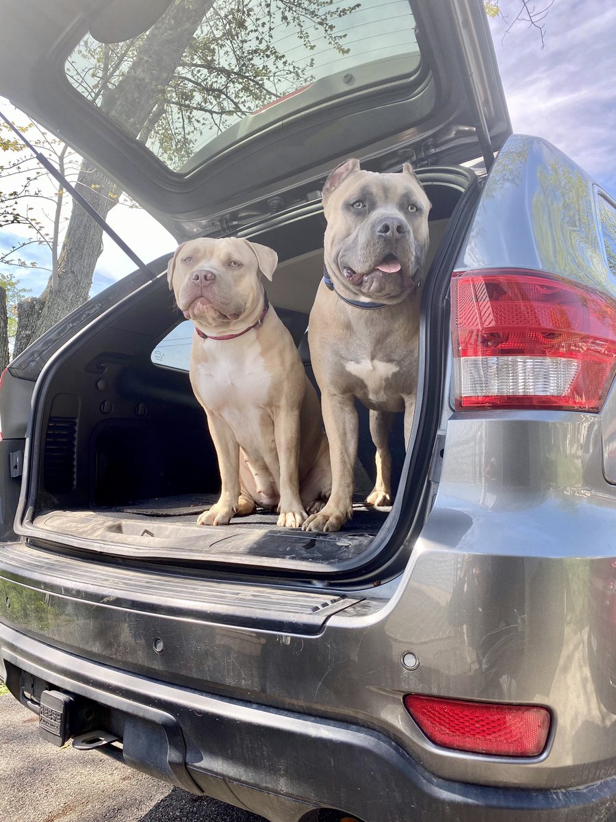 fck around turn into John Wick bout my dogs rs <a href="/OhioTbk/">THE BULLY KONNECT LLC</a>