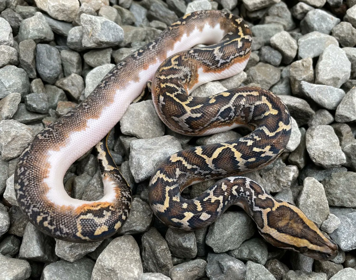 Granite burmese python
